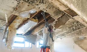 Best Mold Damage Restoration  in Lookout Mountain, GA